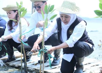 Gubernur Jawa Timur Khofifah Indar Parawansa melakukan penanaman mangrove di Festival Mangrove ke- V di Romokalisari Adventure Land, Surabaya.