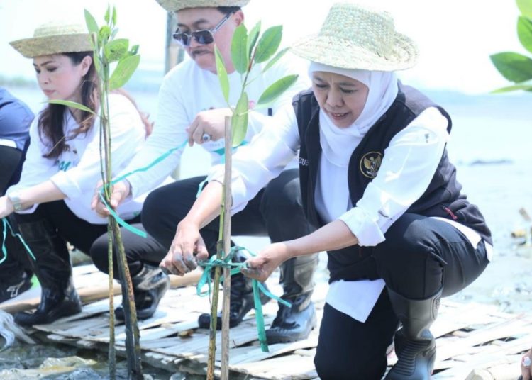 Gubernur Jawa Timur Khofifah Indar Parawansa melakukan penanaman mangrove di Festival Mangrove ke- V di Romokalisari Adventure Land, Surabaya.