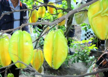 Wisata petik buah belimbing di Agrowisata Karangsari di Jalan Jeruk, Kelurahan Karangsari, Kecamatan Sukorejo, Kota Blitar.