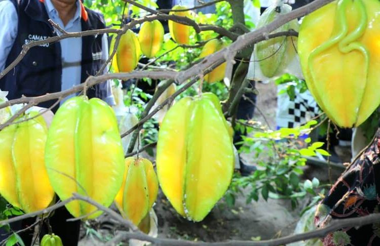 Wisata petik buah belimbing di Agrowisata Karangsari di Jalan Jeruk, Kelurahan Karangsari, Kecamatan Sukorejo, Kota Blitar.