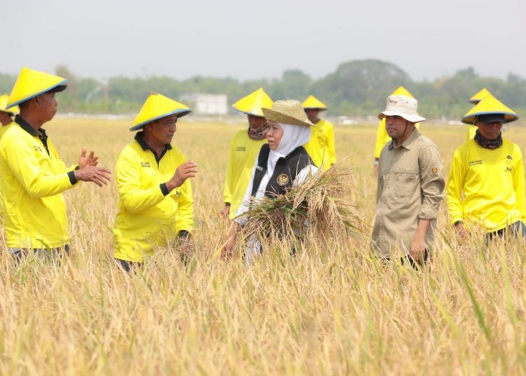 Gubernur Jawa Timur Khofifah Indar Parawansa melaksanakan panen raya padi di Desa Karangtinoto Kecamatan Rengel, Tuban.