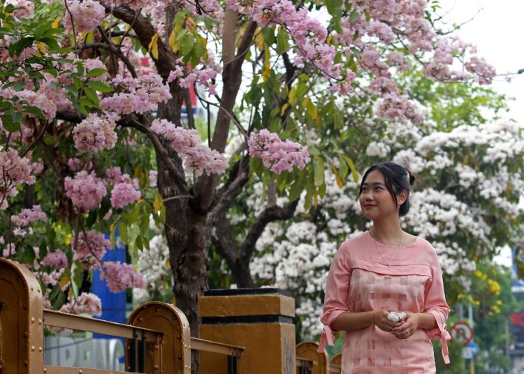 Salah satu Tabebuya yang mekar dan menjadi spot foto yang indah.