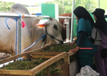 Kontes dan Pameran Ternak yang digelar di pasar hewan, Desa Kedungbondo,Kecamatan Balen, Bojonegoro