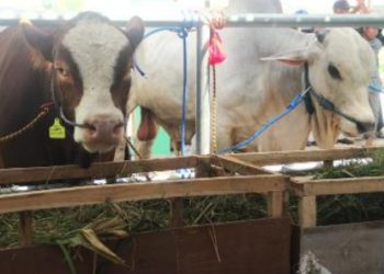 Beberapa sapi yang diikutkan Kontes dan Pameran Ternak  yang digelar Dinas Peternakan dan Perikanan Bojonegoro.