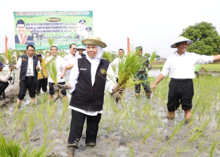 Gubernur Jawa Timur Khofifah Indar Parawansa bersama Menteri Pertanian Andi Amran Sulaiman pada acara panen dan tanam padi di Kecamatan Widang Kabupaten Tuban.