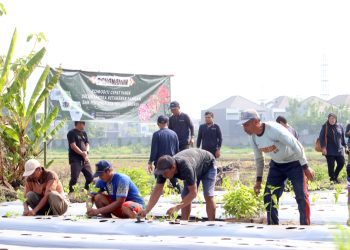 Penanaman bibit cabai di lahan di Kelurahan Bangkingan Kecamatan Lakarsantri, Surabaya.