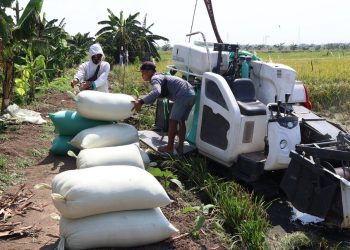 Panen padi di Lahan Bekas Tanah Kas Desa (BTKD) Jeruk, Kecamatan Lakarsantri, Surabaya.