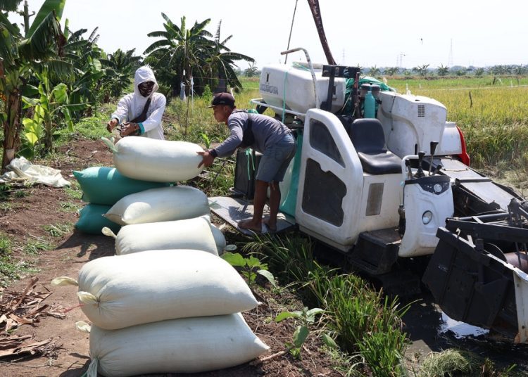 Panen padi di Lahan Bekas Tanah Kas Desa (BTKD) Jeruk, Kecamatan Lakarsantri, Surabaya.