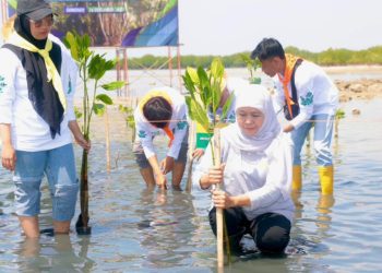 Penanaman bibit mangrove dalam gelaran Festival Mangrove Ke-VI yang digelar Pemprov Jatim di Kabupaten Sumenep.