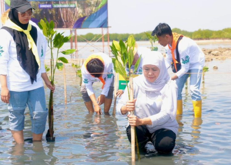 Penanaman bibit mangrove dalam gelaran Festival Mangrove Ke-VI yang digelar Pemprov Jatim di Kabupaten Sumenep.