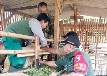 Pemberian vaksinasi hewan ternak sapi dan kambing dari petugas Dinas Peternakan Kabupaten Bojonegoro di Desa Sembung, Kecamatan Kapas.