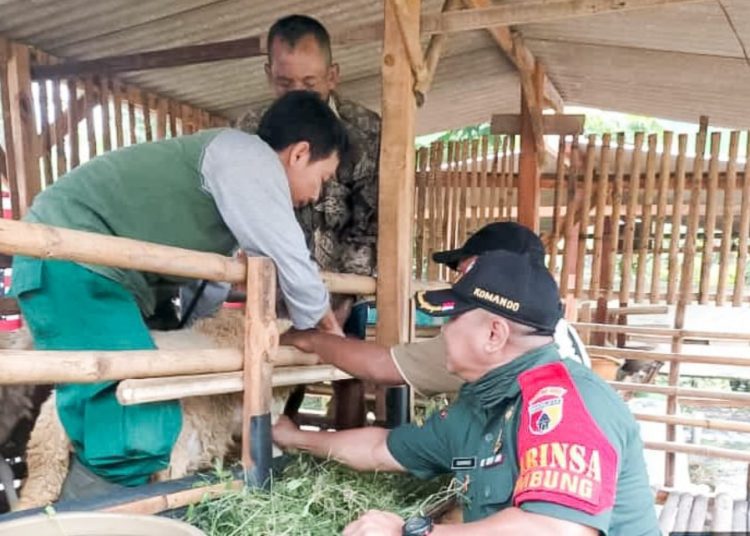 Pemberian vaksinasi hewan ternak sapi dan kambing dari petugas Dinas Peternakan Kabupaten Bojonegoro di Desa Sembung, Kecamatan Kapas.