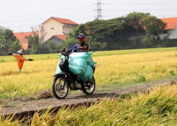 Foto ilustrasi, salah satu lahan pertanian yang ada di Surabaya.