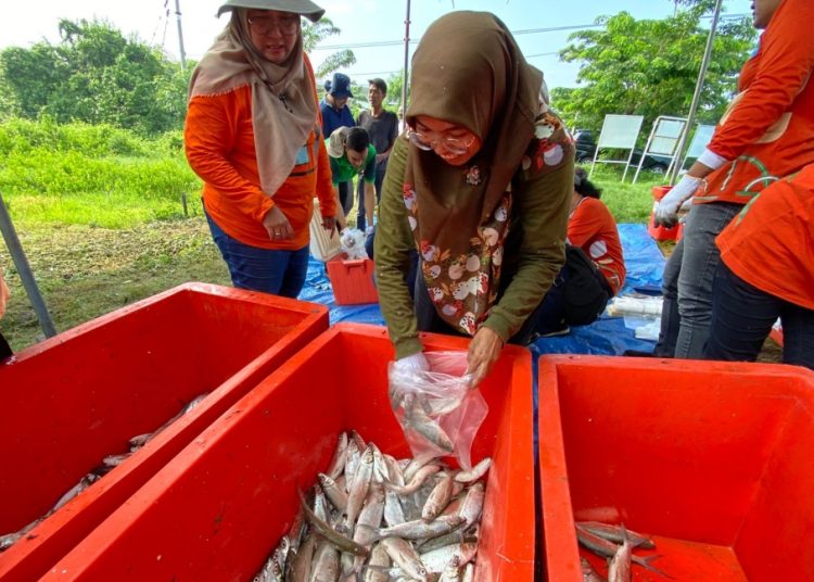 Panen ikan bandeng yang merupakan budidaya perikanan DKPP Surabaya.