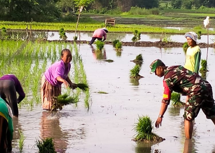 Penanaman padi di Dusun Bakalan Desa Gapluk Kecamatan Purwosari, Bojonegoro.