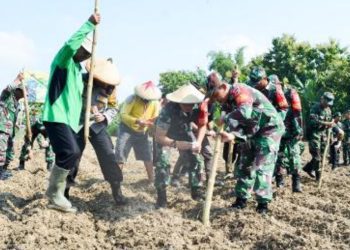 Penanaman jagung di lahan di Desa Banjarsari, Kecamatan Trucuk, Bojonegoro.