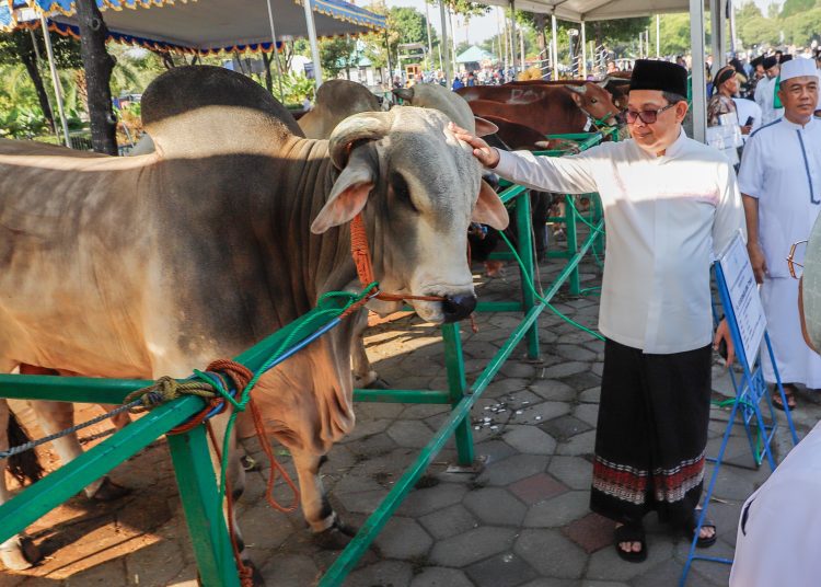 Pj Gubernur Jatim Adhy Karyono melihat hewan kurban usai salat Idul Adha di Masjid Nasional Al-Akbar Surabaya.
