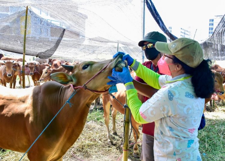 Petugas dari Dinas Ketahanan Pangan dan Pertanian Surabaya melakukan pengecekan kesehatan hewan di lapak-lapak pedagang hewan kurban.