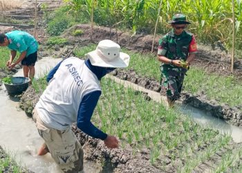 Bintara Babinsa Koramil Posramil 19/Gondang Kodim 0813 Bojonegoro melakukan pendampingan tanam cabai Dusun Kaliasin, Desa Sambongrejo.