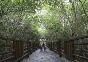 Kebun Raya Mangrove Surabaya.