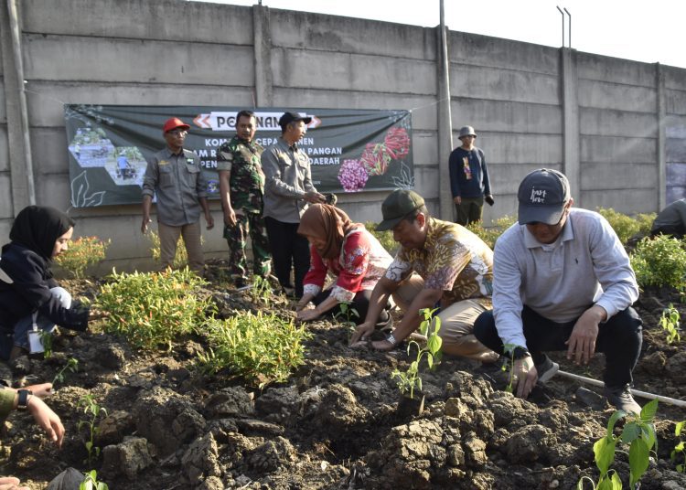 Foto ilustrasi, kegiatan pemanfaatan lahan oleh DKPP Surabaya dengan menggandeng kelompok tani.