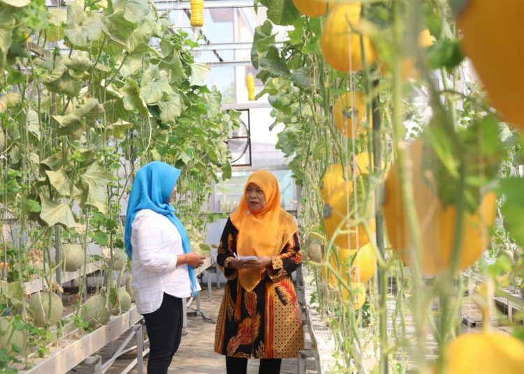 Budidaya buah melon oleh Kelompok Tani Caping Kota di Kelurahan Jemurwonosari, Kecamatan Wonocolo, Surabaya.