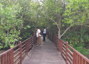 Foto dokumentasi kunjungan wisatawan di Kebun Raya Mangrove Gununganyar. Hingga pertengahan tahun 2024, kebun raya ini telah dikunjungi 43 ribu orang.