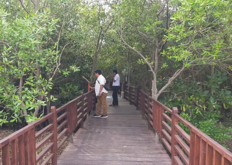 Foto dokumentasi kunjungan wisatawan di Kebun Raya Mangrove Gununganyar. Hingga pertengahan tahun 2024, kebun raya ini telah dikunjungi 43 ribu orang.