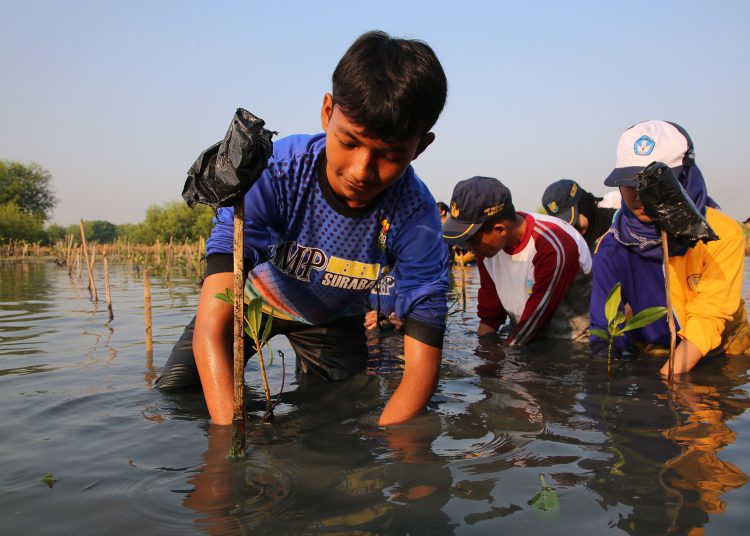 Tampak beberapa siswa SMP yang ikut serta dalam kegiatan tanam mangrove dalam rangka HUT ke-1 KRM.
