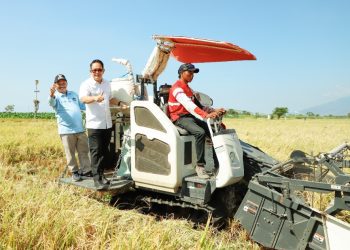 Pj Gubernur Jawa Timur Adhy Karyono dalam panen raya padi di persawahan di Desa Demung, Kecamatan Besuki, Kabupaten Situbondo.