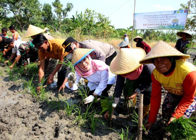 Tanam padi bersama di Kecamatan Pakal Surabaya.