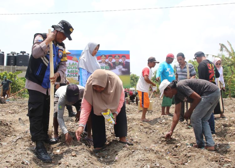 Penanaman jagung serentak untuk mendukung program ketahanan pangan oleh Polres Tanjung Perak di Jalan Tambak Wedi.