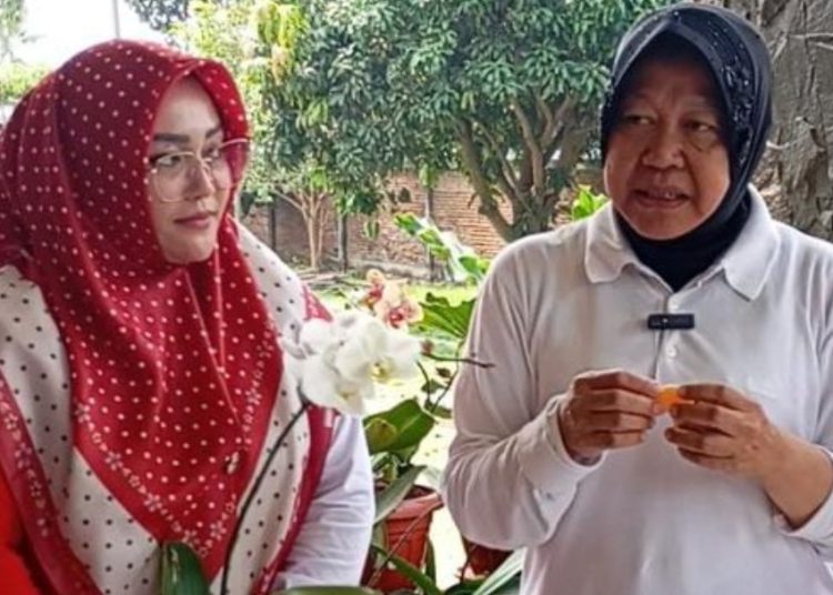 Tri Rismaharini mencicipi buah jeruk Malang di sela safarinya di daerah tersebut.