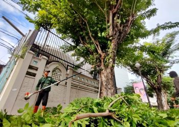 Salah satu kegiatan perantingan pohon oleh Dinas Lingkungan Hidup Surabaya.