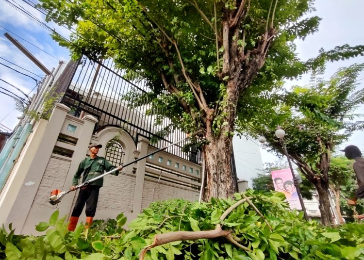 Salah satu kegiatan perantingan pohon oleh Dinas Lingkungan Hidup Surabaya.