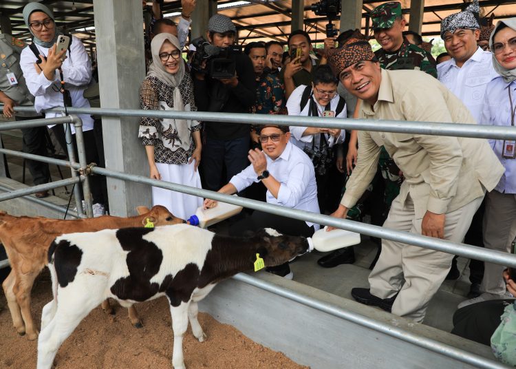 Menteri Pertanian RI Andi Amran Sulaiman bersama Pj Gubernur Jatim Adhy Karyono memberi susu kepada ternak dalam kunjungan kerja ke Kabupaten Pasuruan.