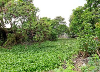 Tanaman eceng gondok memenuhi sungai yang dikeluhkan warga Gununganyar dan Rungkut Menanggal, Surabaya.