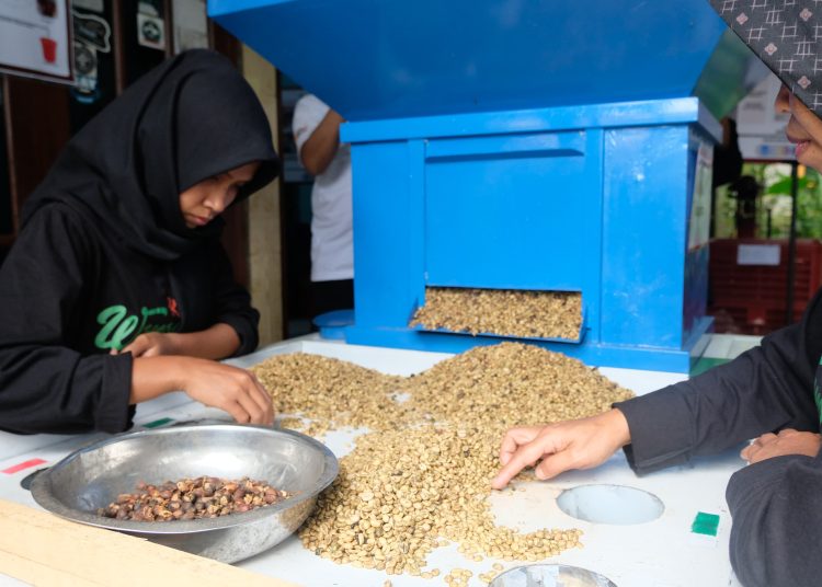 Proses produksi menggunakan meja sortir yang meningkatkan produktivitas kopi Wonosalam.
