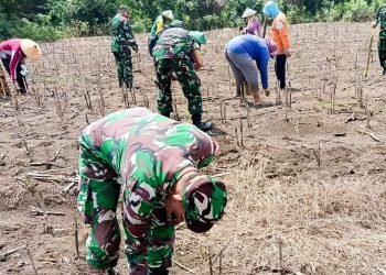 Penanaman jagung di Desa Sumuragung, Kecamatan Sumberrejo, Bojonegoro.