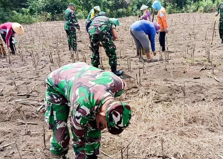 Penanaman jagung di Desa Sumuragung, Kecamatan Sumberrejo, Bojonegoro.