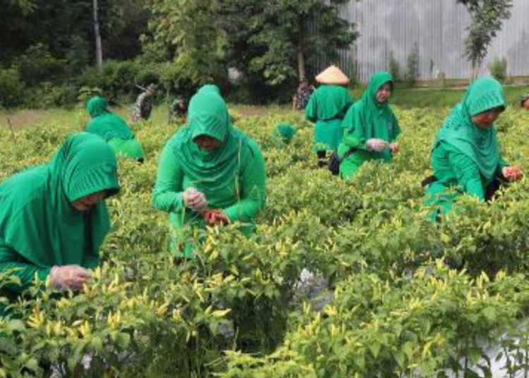 Panen raya cabai di lahan ketahanan pangan Sentra Pelayanan Pertanian Padi Terpadu yang berada di Desa Sumberarum, Kecamatan Dander, Bojonegoro.