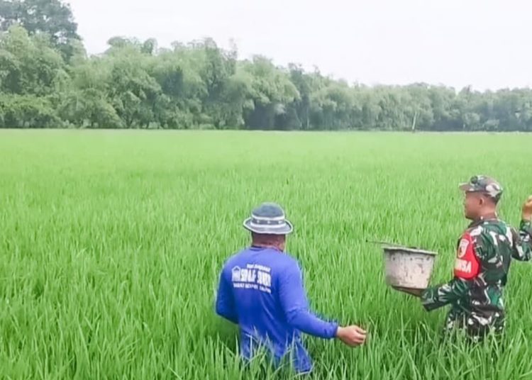 Babinsa Koramil 03/Balen Kodim 0813 Bojonegoro, Serda Jamari tak canggung turun ke sawah membantu petani.