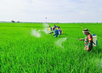 Babinsa Koramil 07/Kepohbaru Kodim 0813 Bojonegoro, Sertu Imam Safi'i ikut menyemprot padi di Desa Cengkir, Kecamatan Kepohbaru.