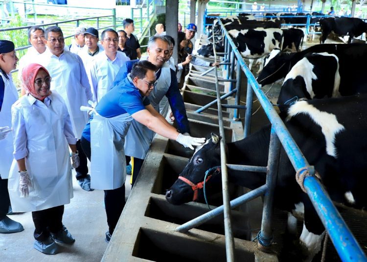 Pj Gubernur Jawa Timur Adhy Karyono saat meninjau peternakan sapi di kandang komunal UPT pakan ternak milik Koperasi SAE Pujon, Kabupaten Malang.