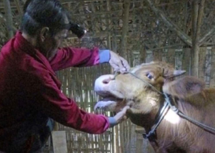 Foto ilustrasi, pemeriksaan pada ternak perlu dilakukan secara berkala untuk memastikan kesehatan hewan.