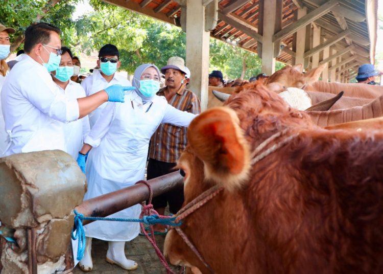 Pj Gubernur Jatim Adhy Karyono saat meninjau hewan ternak di pasar hewan di Kelurahan Jrebeg Kidul, Kota Probolinggo.