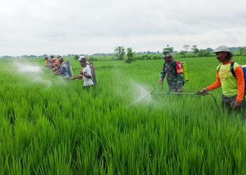 Babinsa Koramil 09/Sumberrejo Kodim Bojonegoro bersama Tim Penyuluh Pertanian Lapangan membantu Kelompok Tani 'Karya Sakti' Desa Wotan mengadakan gerakan pengendalian hama padi.