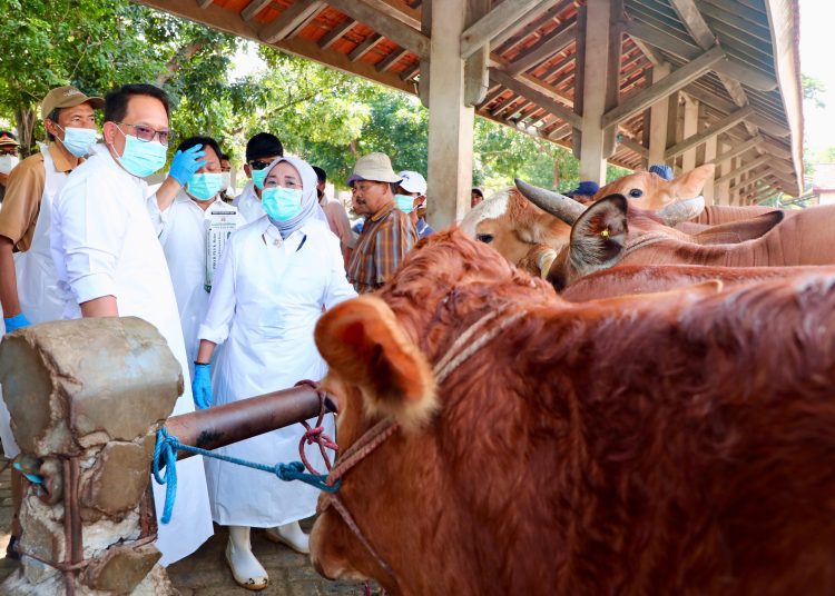 Pj Gubernur Jawa Timur Adhy Karyono saat meninjau salah satu lokasi peternakan hewan beberapa waktu lalu.