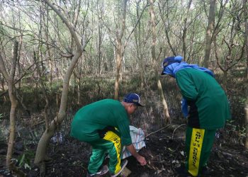 Aksi bersih mangrove di Kebun Raya Mangrove Gununganyar, Surabaya.