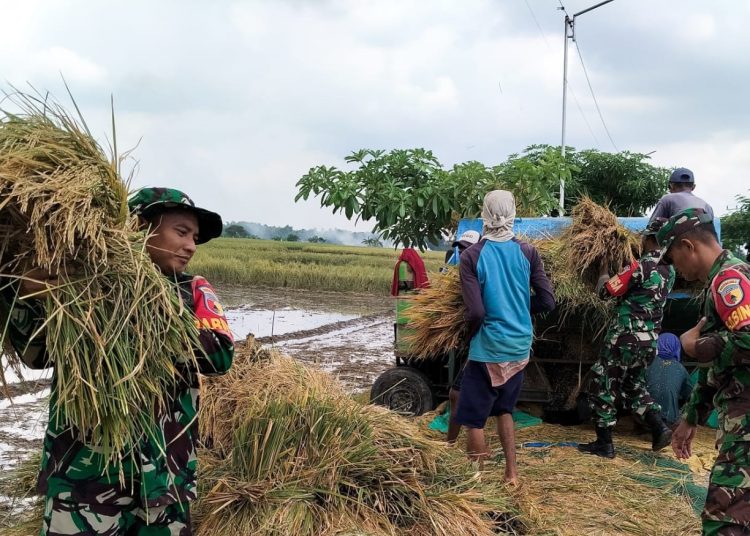 Babinsa Koramil 09/Sumberrejo Kodim 0813 Bojonegoro membantu warga panen padi di Dusun Pohkenceng dan Botoputih, Desa Toogohaji.
